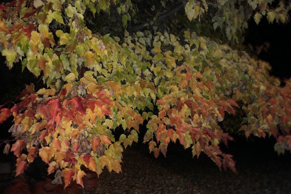 Turning leaves_PI