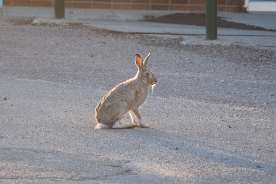 Urban bunny in summer outfit Les Dunford WN