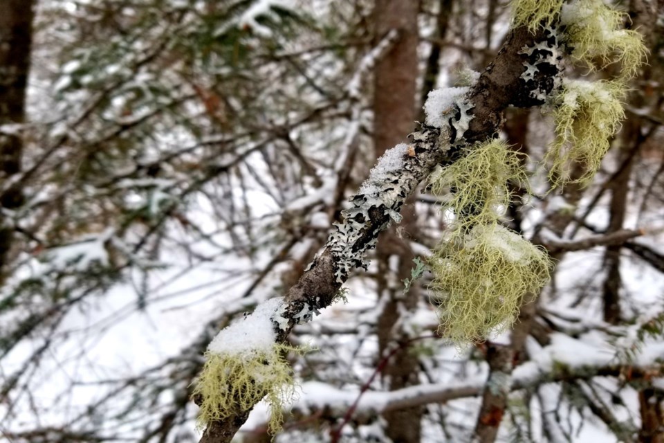 Usnea Daniel Schiff