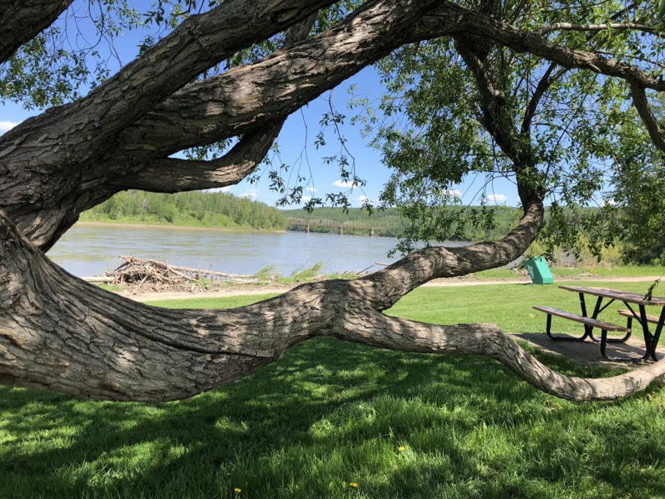 Weird tree riverview Pam Ilomin web