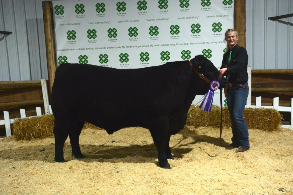 Kirsten Strydhorst, a member of the Freedom-Naples Multi 4-H Club with her District Grand Champion steer, Curly at the 58th-annual Barrhead and District 4-H Beef and Sheep Show and Sale held May 30. 