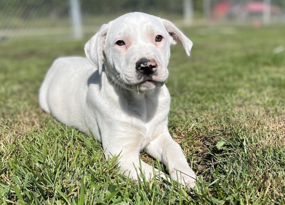 WES - fudgee dog