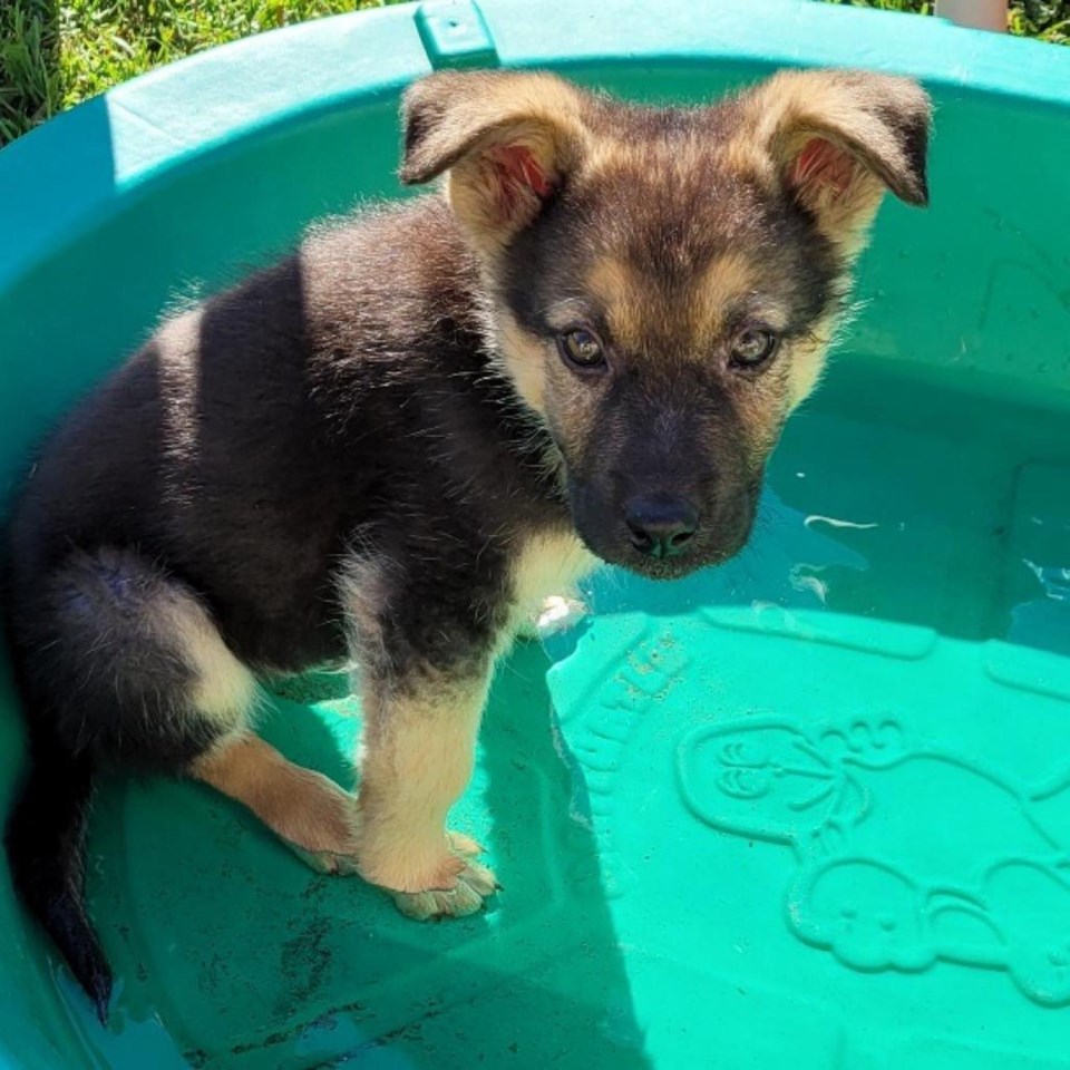 WES - neo dog