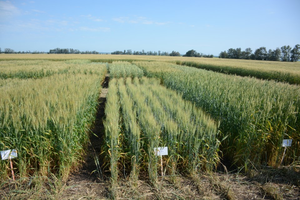 WES - Wheat DSC_0967