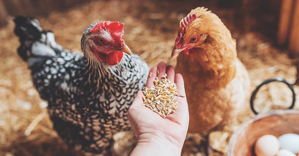 wes-2023-feeding-chickens-copy
