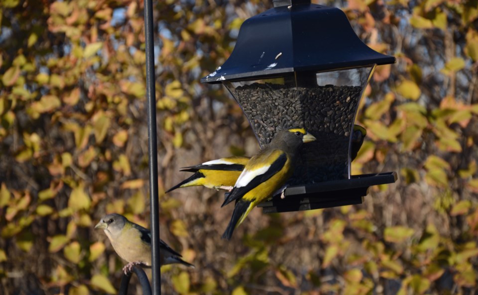 WES bird count DSC_8141