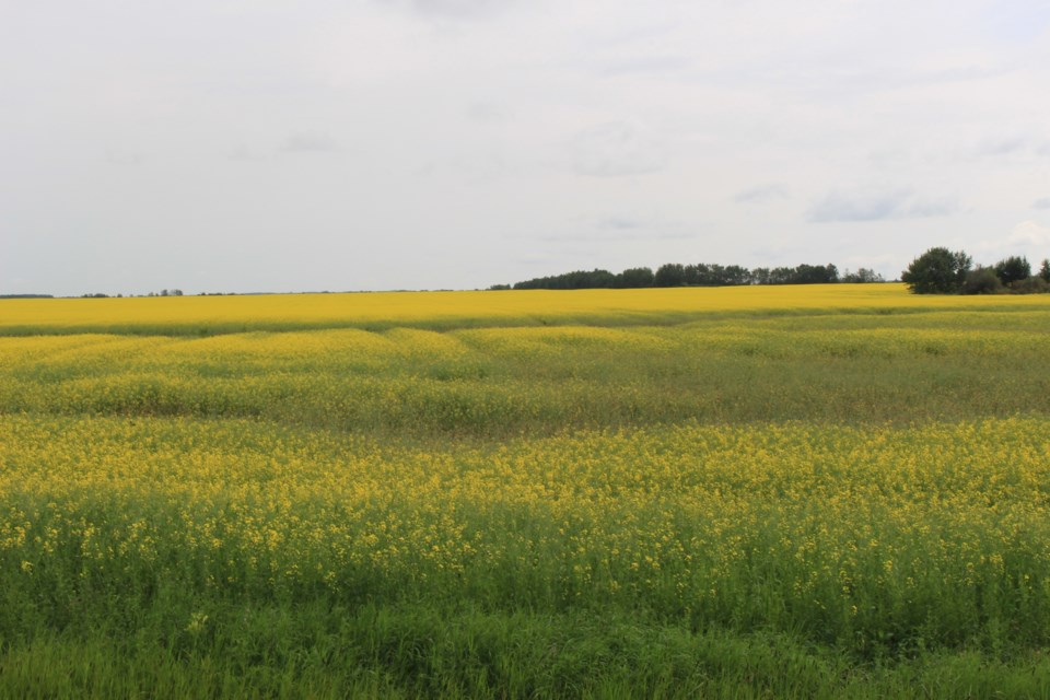 WES Canola fields July