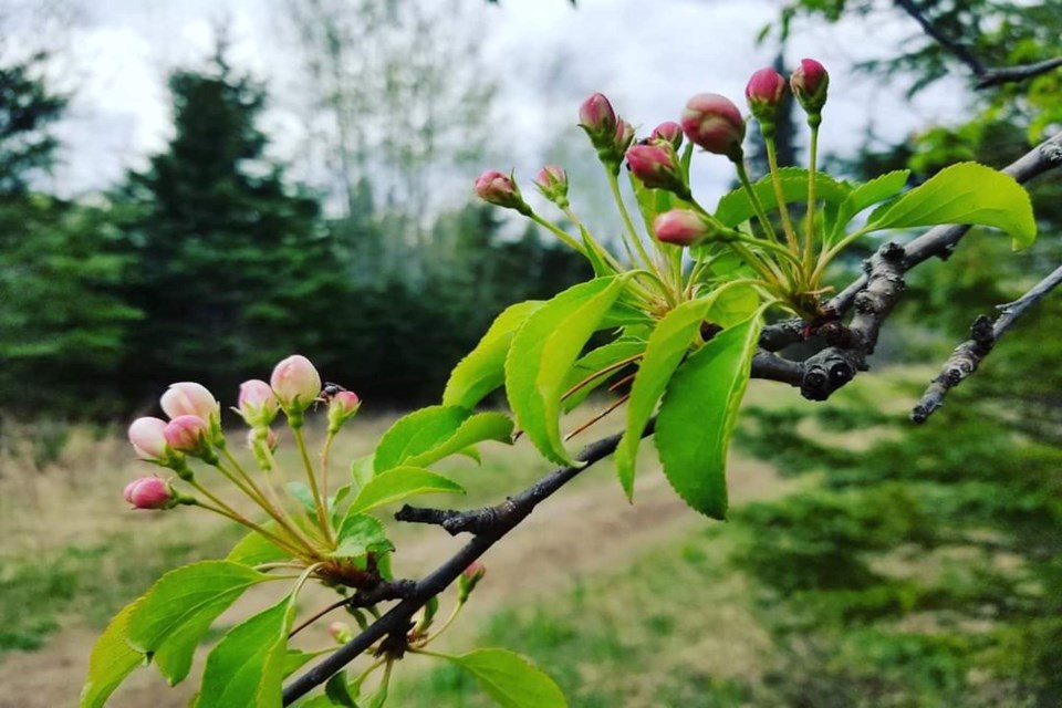 Wild apple buds Daniel Schiff