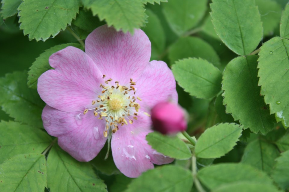 Wild rose after rain web Chris Zwick