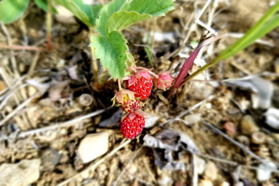 Wild strawberries Daniel Schiff
