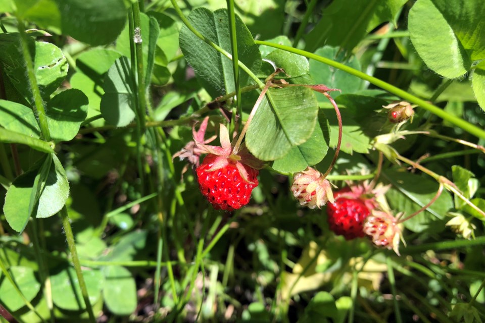 Wild Strawberries_PI