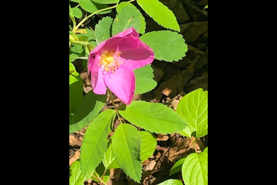 Wildrose in the sun