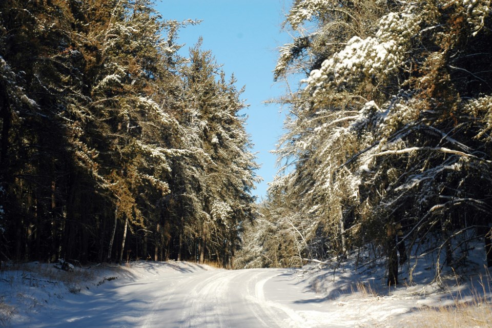 Winter trail through the woods Les Dunford WN