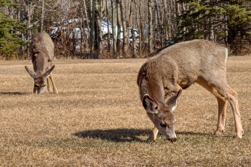 Yearling fawns