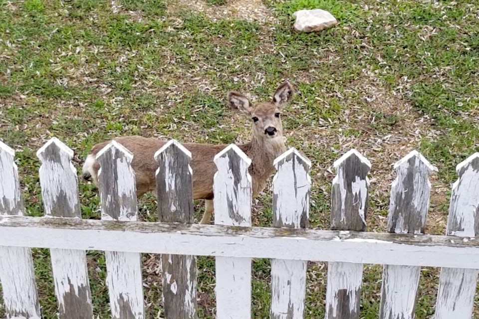 Young deer white picket fence Daniel Schiff