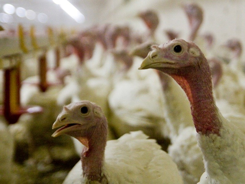 One of 12,000 birds in a Polak Farm barn. Once fully grown, the roughly nine kilogram birds will head to the Lilyday facility in Edmonton to be processed, packaged and