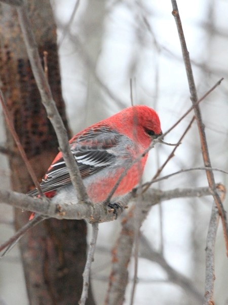 Last Tuesday, volunteers came together for the annual Athabasca Christmas Bird Count. The nature-inclined group set out across the town to observe and record every bird they