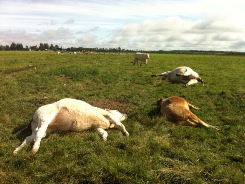 A local farmer believes three of his cattle were struck by lightning last Monday.