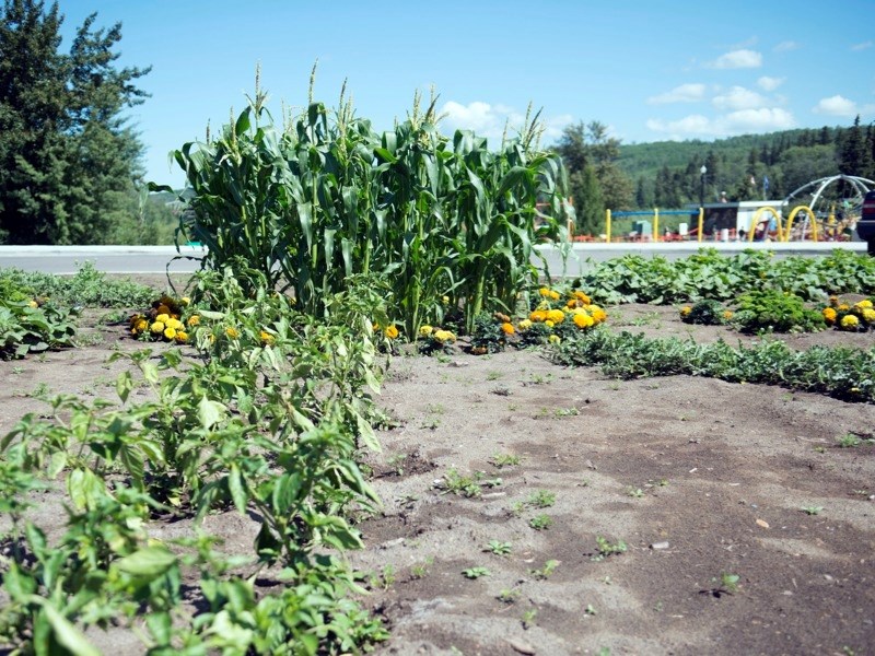 This is the second year a community garden has been planted in the riverfront parking lot.