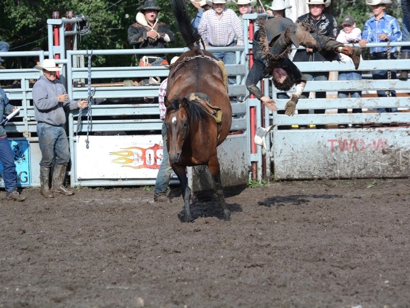The Rocky Ridge Stampede drew hundreds of spectators and competitors last weekend. Joe Borris is flung from his horse in the bareback event Sunday.