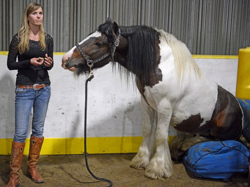 North Fork Cash is a Gypsy Cob that horse trick trainer Jackie Johnson — who has performed in front of the Duke and Duchess of Cambridge — has taught to sit. Johnson offered