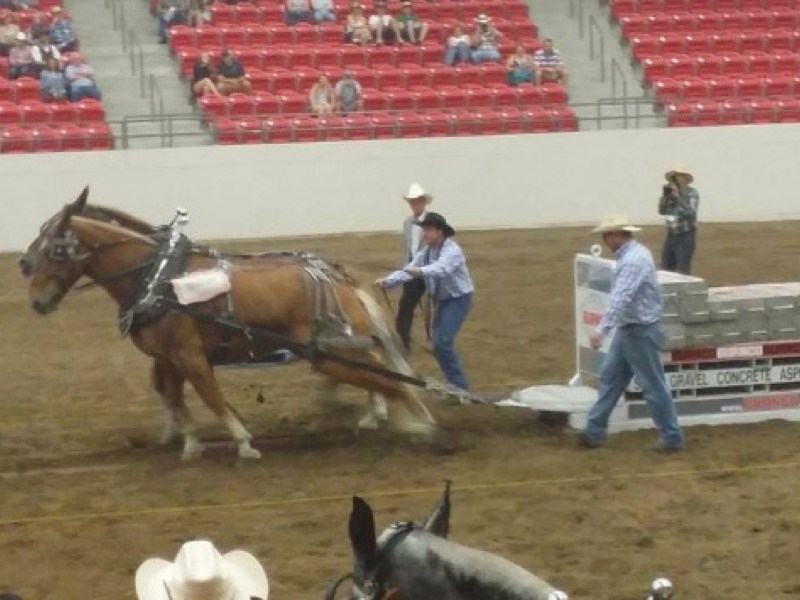 Kevin Danyluk and two of his Belgians, Bob and Dan, pull 11,500 pounds 84 inches July 12 in the Calgary Stampede Heavy Horse Pull middleweight class. The winner, Randy Dodge