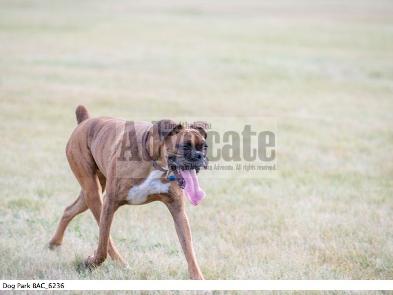 Two-year-old Zeus enjoys running around the park.