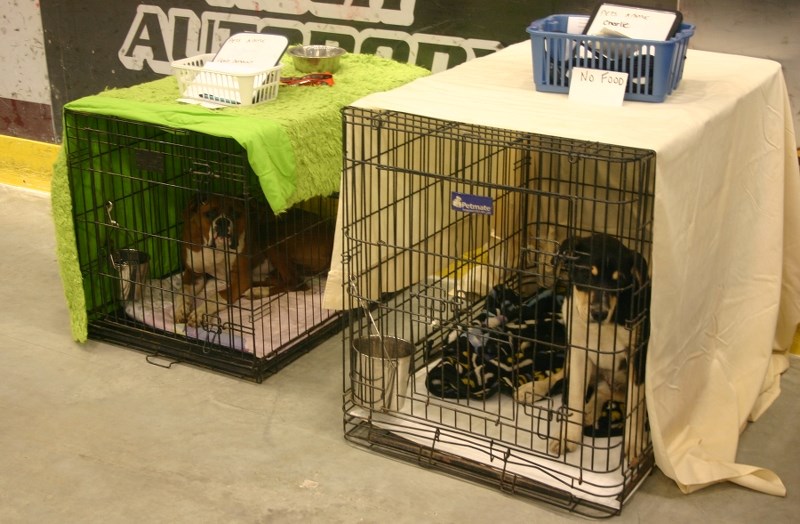 The evacuees pets were looked after by Vicki Ruminski-Stafford in Athabasca.