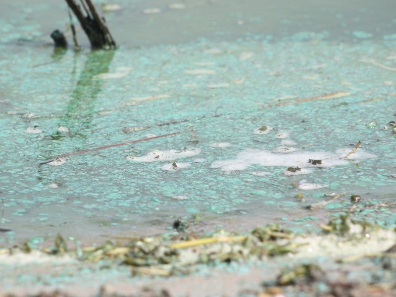 Blue-green algae floats in the water of Baptiste Lake in August of 2013. The lake has once again been placed under a health advisory for the presence of cyanobacteria.
