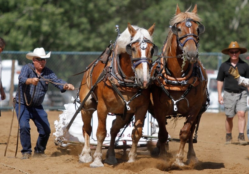 Roy Cust and his two horses Baxter and Jesse, complete a full pull of 6,000 lbs in the heavy horse pull. Cust would later go one to win the horse pull pulling 1,986 lbs over
