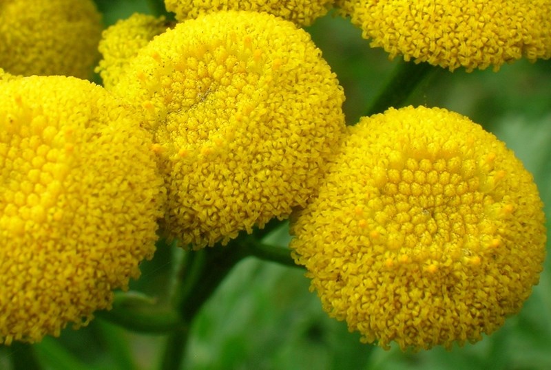 The Town of Athabasca is ramping up its weed control program.