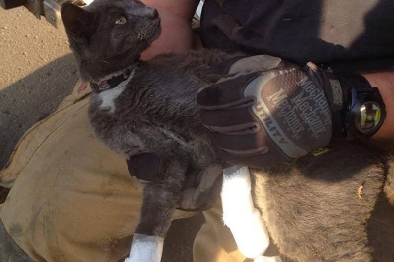 Tux received medical care on his burnt paws after being rescued from an overturned stove by firefighters.
