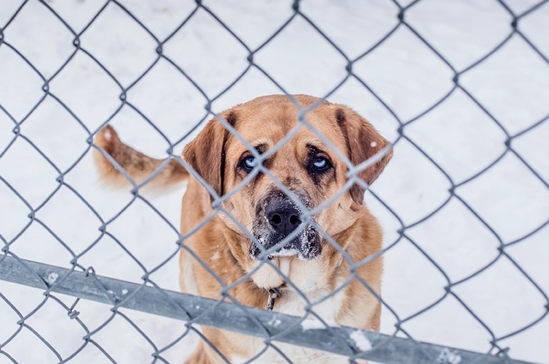 Axle, a dog being sheltered at SCARS, was surrendered by his owners because he jumped up on the family&#146;s kids too much.