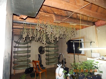Athabasca RCMP seized nearly 30 pounds of marijuana and discovered a grow operation in development May 9 after searching an Athabasca County residence for a domestic assault