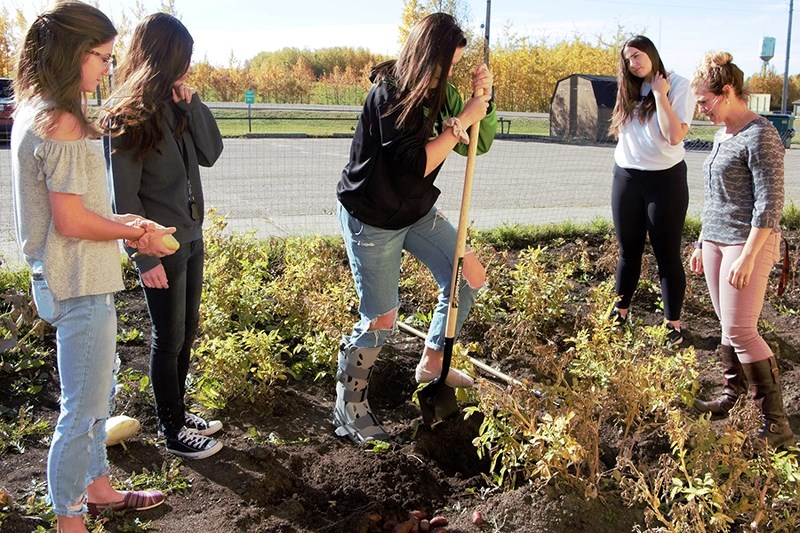 (L-R) Emma Sachko, Alyss Summers, Kady Graham, Julia Bulmer, and Tara Laroue dig up potatoes from their school&#8217;s community garden.