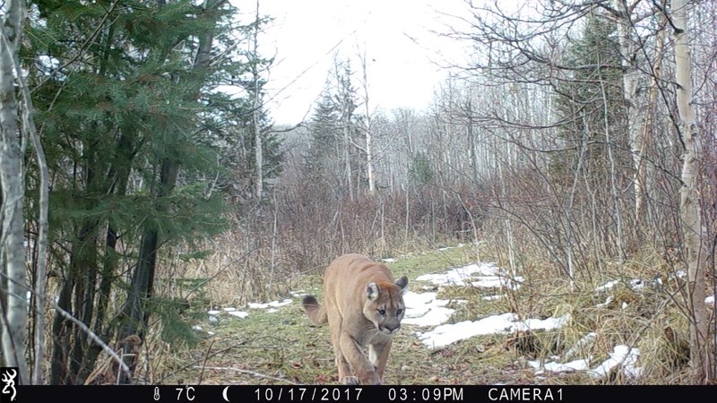 Warren Zyla has captured cougars prowling in the Baptise Lake area over the past two years, the first time he has seen them in his 10 years of surveying the forest.