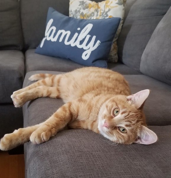 Army is a cat recently found abandoned near the Athabasca River. Animal control officer Vicki Stafford said this year has been the worst she has seen as far as abandoned cats 
