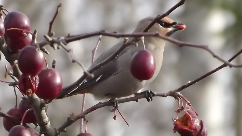 The Athabasca Christmas Bird Count Dec. 27 saw a decline in more than 800 birds compared to last year. Above, a Waxwing eats berries from a branch in the Colinton area this