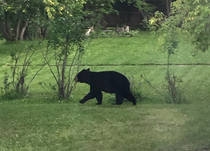  Bernice Aasen snapped this shot of a bear as it romped through her yard Aug. 20. She said she had never seen a bear in her neighbourhood before.