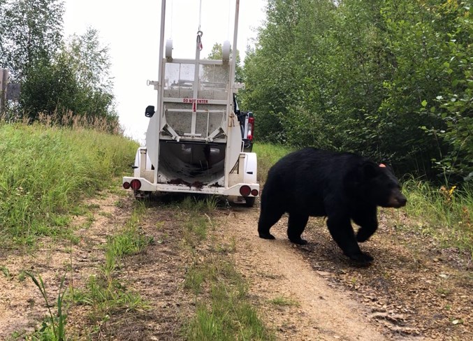  Fish and wildlife officer Adam Jalbert said in an email the department had removed three black bears from town Aug. 23-25. 