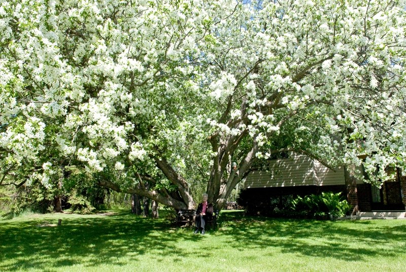 Small under the towering tree sits Lois Richmond, the very person who planted the tree in 1948.