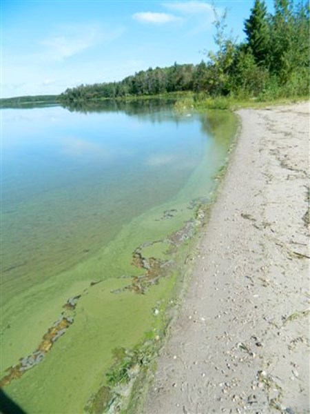 Blue-green alert: Toxic algae is plaguing Thunder Lake, pictured above.