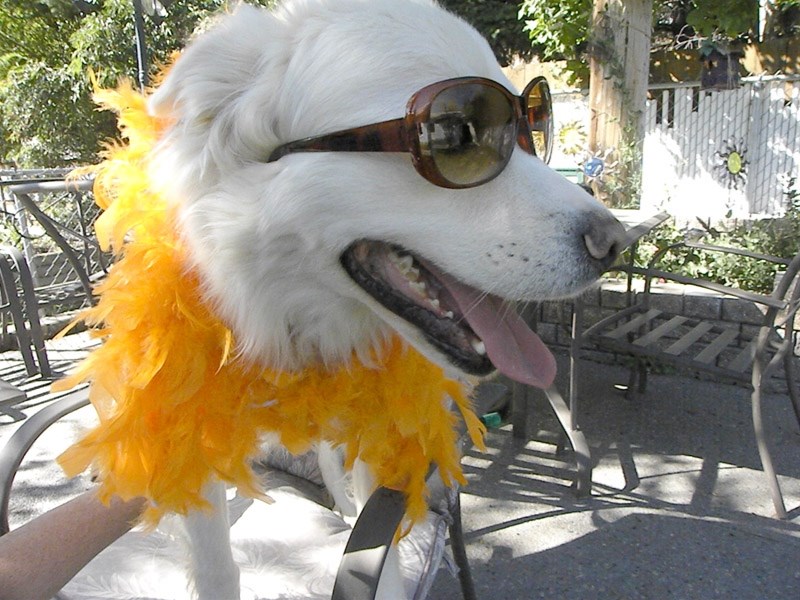 Hey good looking! With these cool shades, Chewy should be a perfect fit in the Hollywood scene.