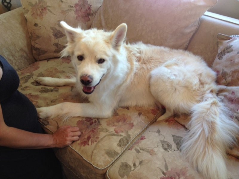 Star power: Chewy, the former BARS dog, is pictured getting comfortable in his new Los Angeles surroundings.