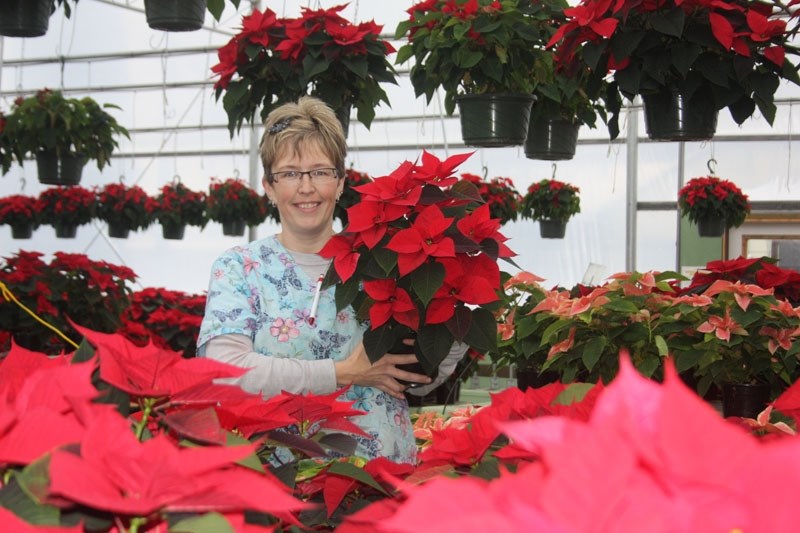 Lady in red: Inge De Herdt with a bunch of poinsettias. De Herdt Gardens (Southside Greenhouses) is fully stocked with the festive flower.
