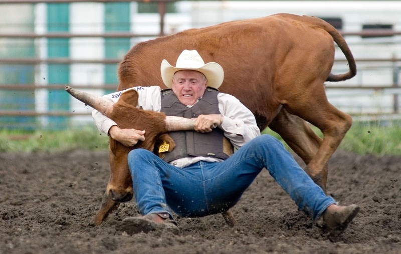 Dale Rising, all the way from Lusk, Wyoming, tackles a steer during the 50+ Steer Wrestling.