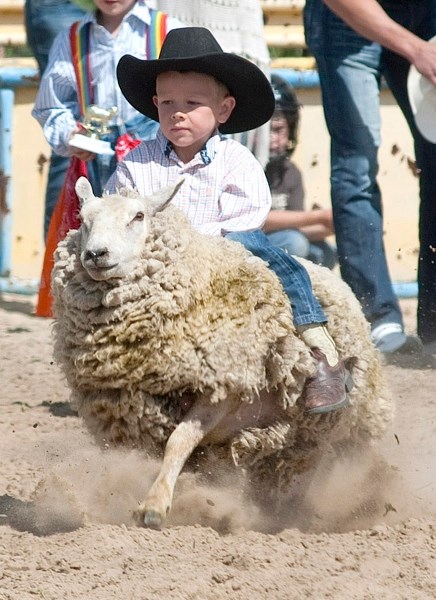 Calmly composed, there was no stopping young Barrhead cowboy Cookie Roth from showing off how to ride a sheep during the mutton busting event.