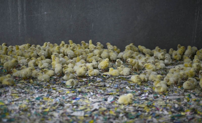 Koekkoek Poultry Farm currently has 60,000 birds, 40,000 of those housed in the farm &#8216;s newest broiler barn. Owner Arjan Koekkoek has been in the poultry business for