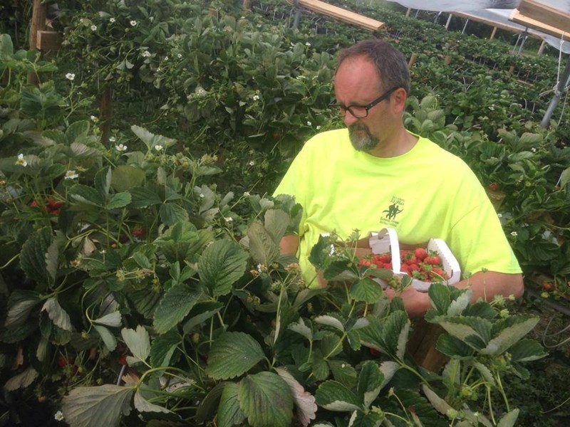 Dan Zdrodowski picks strawberries from the patch, raised off of the ground for convenient picking and weeding.