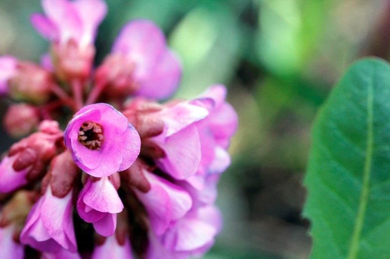 This year, Communities in Bloom is hosting a second contest, the Bloom Photo Shoot, which encourages photographers of all ages to pick up their cameras and capture their